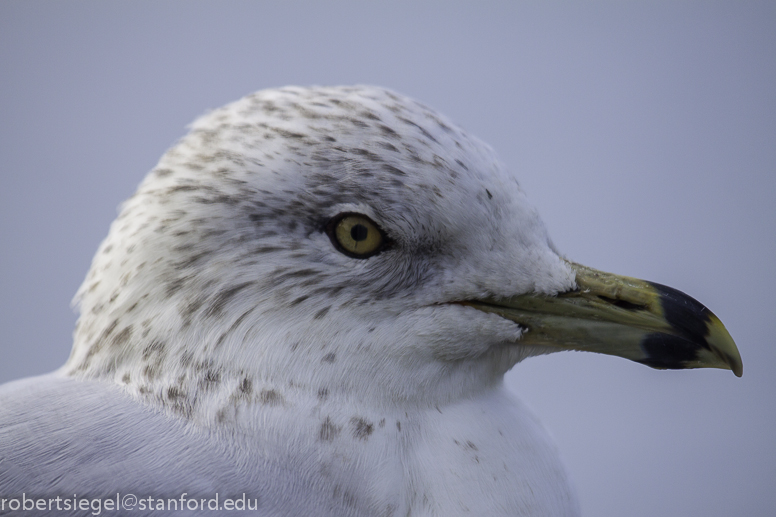 gull head